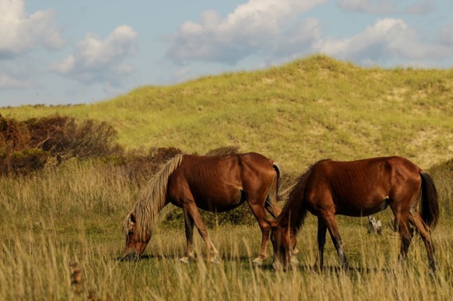 Grazing Wild Horses on Shackleford