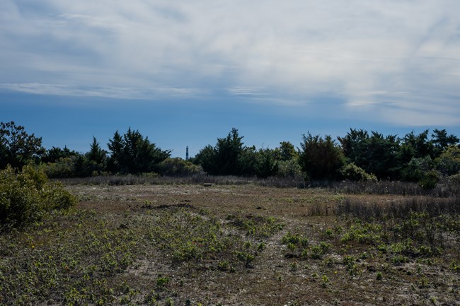 grass field on Shackleford Banks