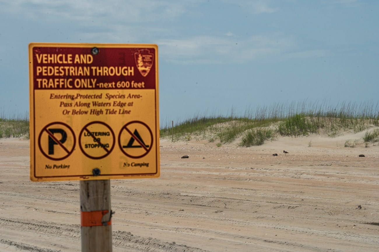 A yellow Resource Management sign that says closed to vehicles and pedestrian in front of a nesting American Oystercatcher.