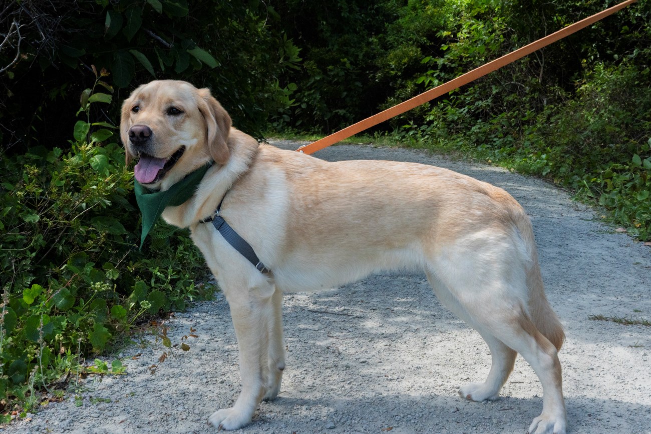 a dog stands on all fours while wearing a leash on a tree covered path.