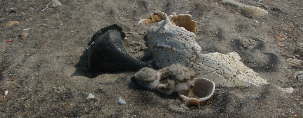 Plover chick with whelk shells.