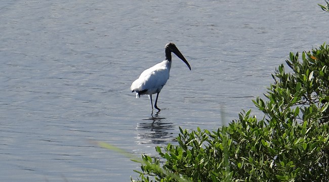 white bird in water