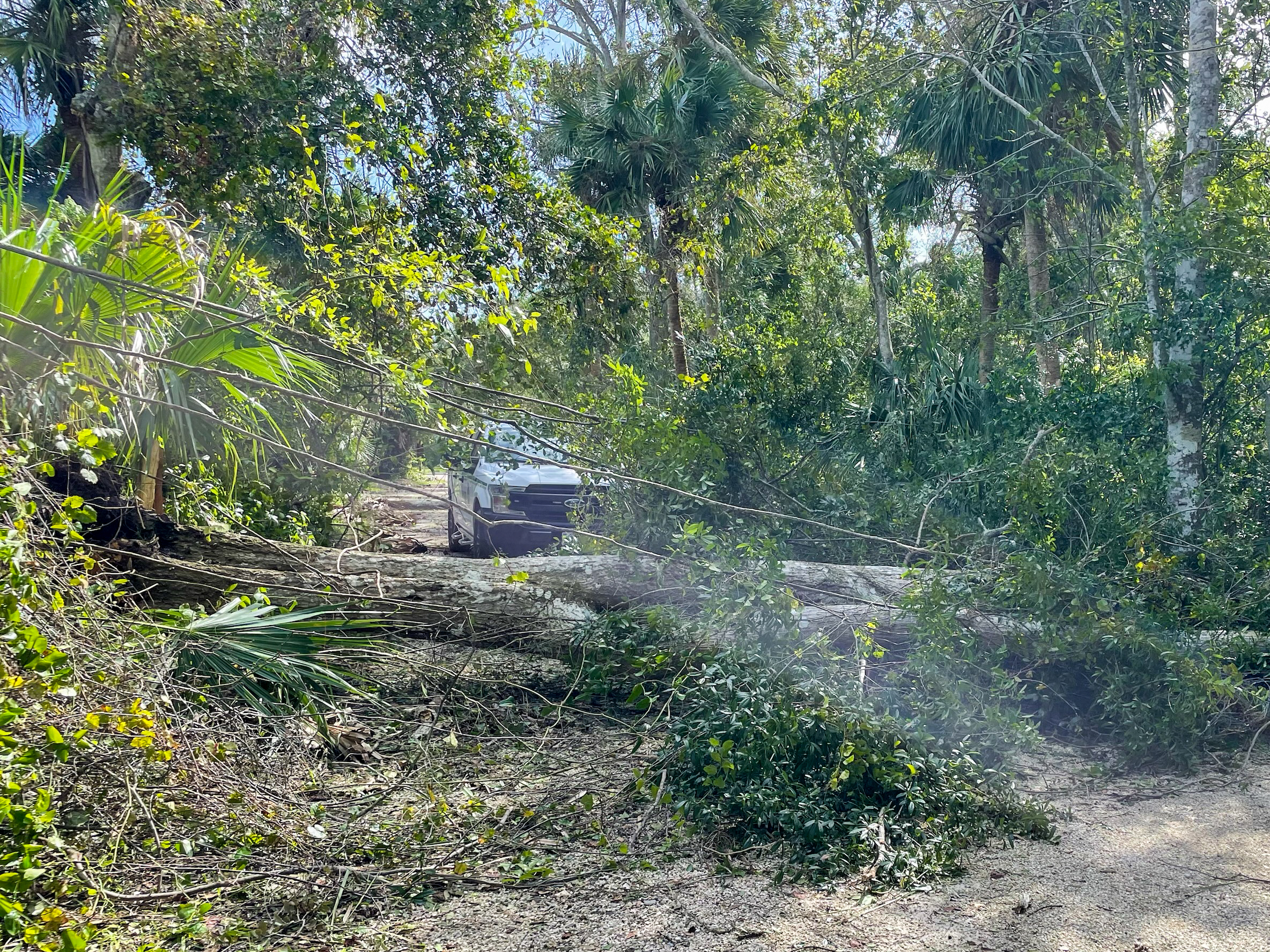 Trees line a sandy path. There is a downed tree laying across the path. There is a white NPS vehicle behind the downed tree.