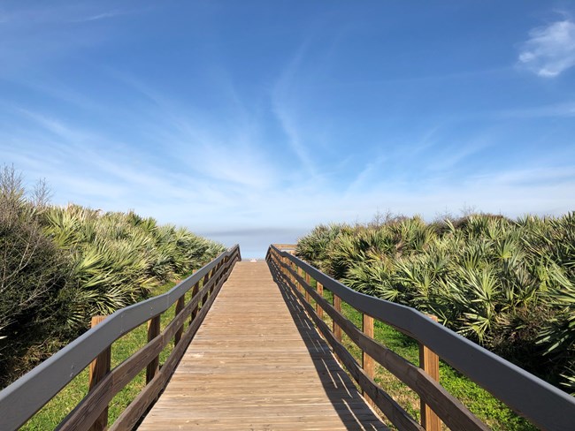 A beach boardwalk ramp leading to the beach. Saw palmettos line the sides of the ramp.