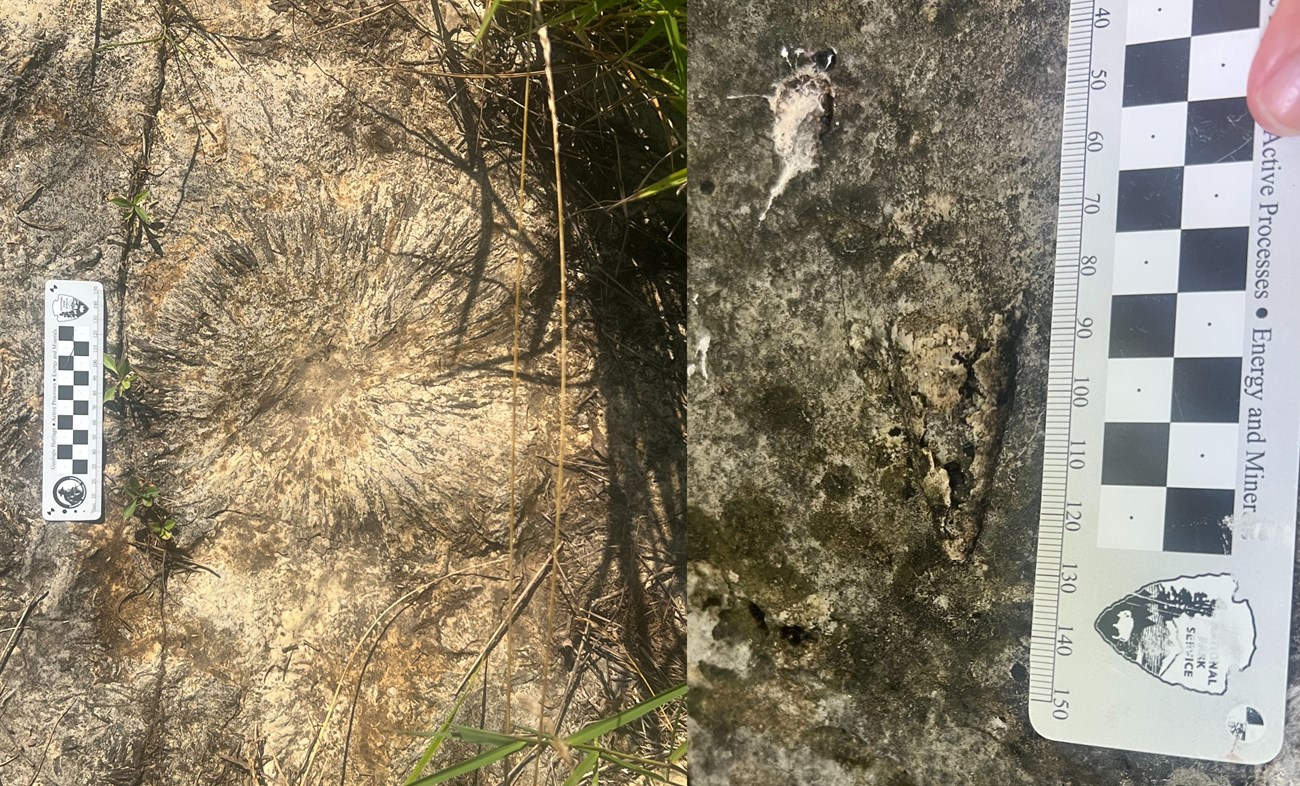 Fossilized Corals at Camp Nelson