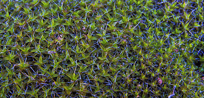 Closeup of moss on sandstone