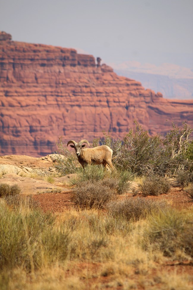 A Bighorn Sheep stands among vegetation on top of a mesa, a colorful sandstone wall is visible in the background.