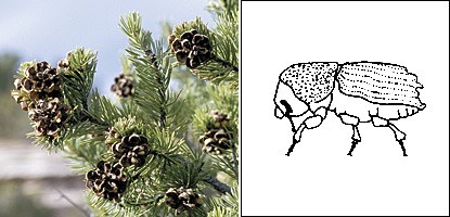 photo of a pinyon pine and an illustration of an engraver beetle