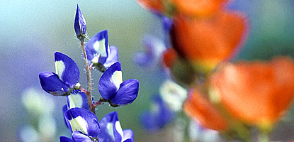 photo: Dwarf lupine (Lupinus pusillus) and common globemallow (Sphaeralcea coccinea)