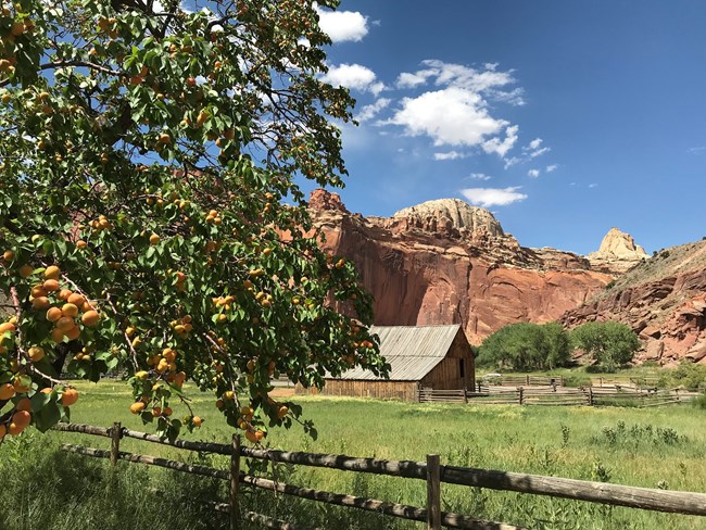 Ripe apricots on leafy green tree, with a wooden barn, green pasture, red cliffs, and blue sky in the background.
