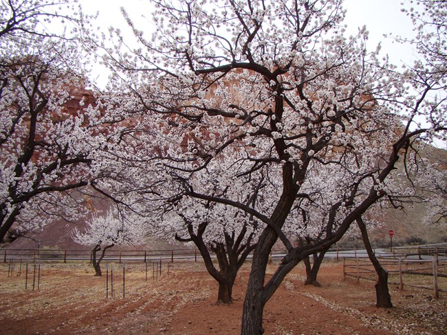 Dark-trunked trees covered with pale pink blossoms planted in a line. A fence, road, and red cliffs are in the background.