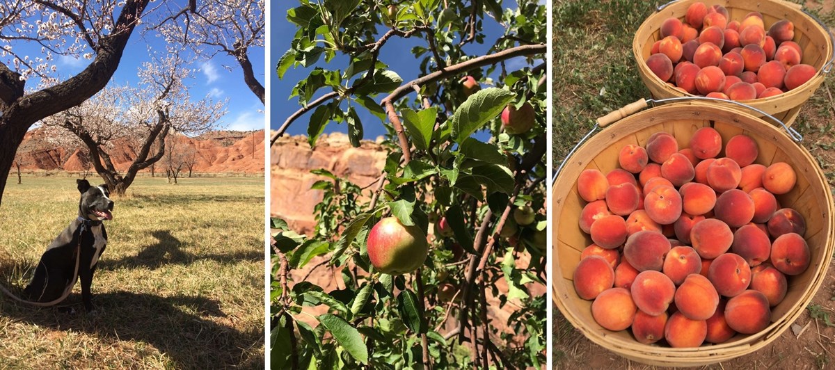 3 photos: black dog and flowering apricot tree; apple on tree with blue sky and red cliffs in background; two baskets of peaches.