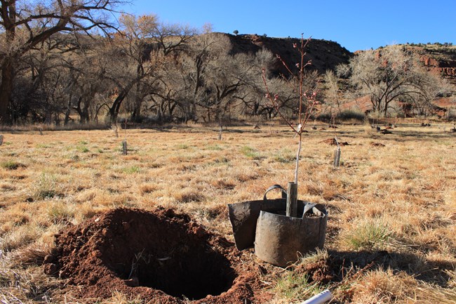 A hole in a field with a sapling peach tree next to it, ready to be planted
