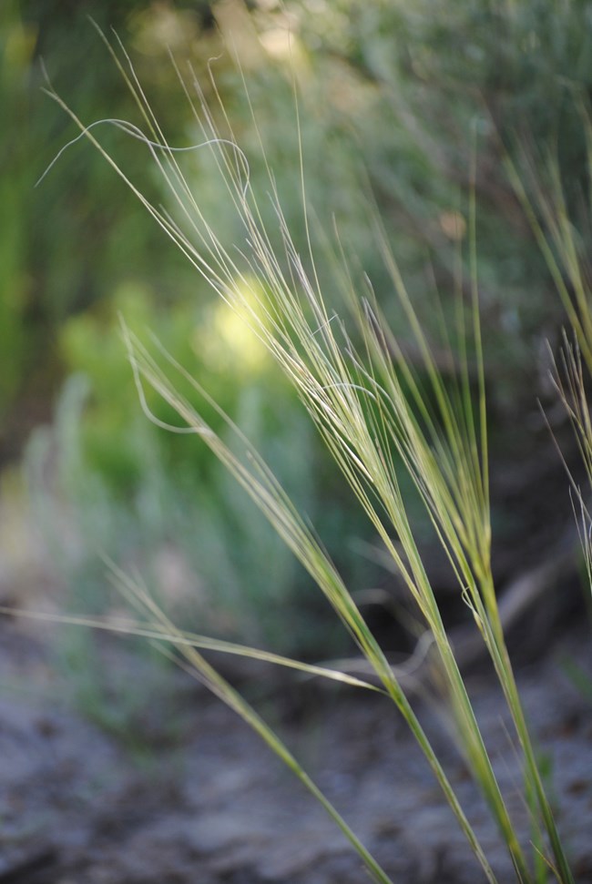 Tall green grass with curly fibers at its tip.