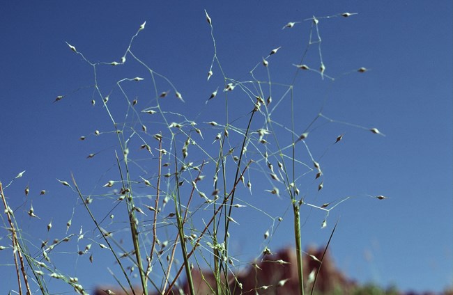 Fine green grass stalks branching in all directions, each with a rounded seed capsule at its tip.