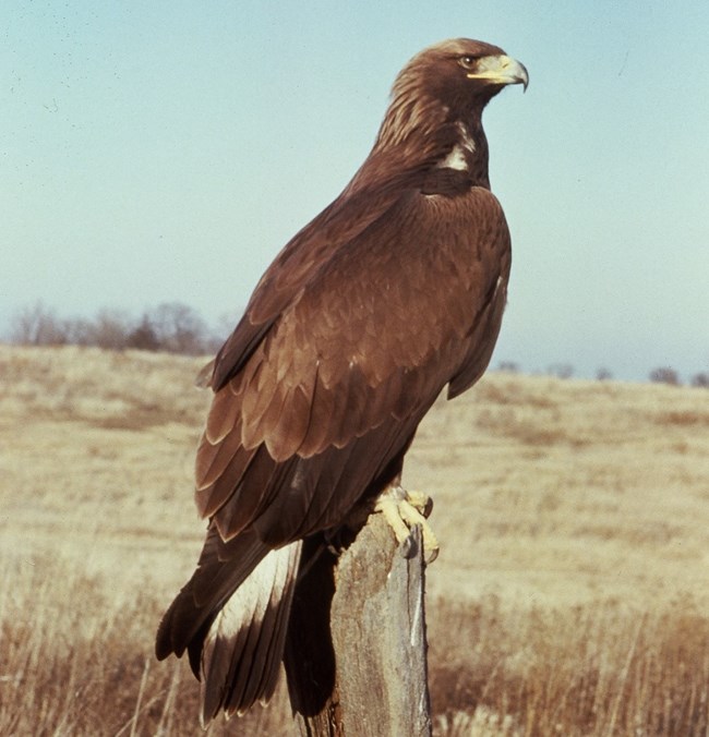 Brown eagle perched on fence post with dry grassland and blue sky in the background