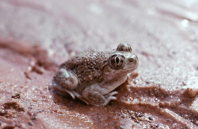 A small gray bumpy toad sits in the wet sand.