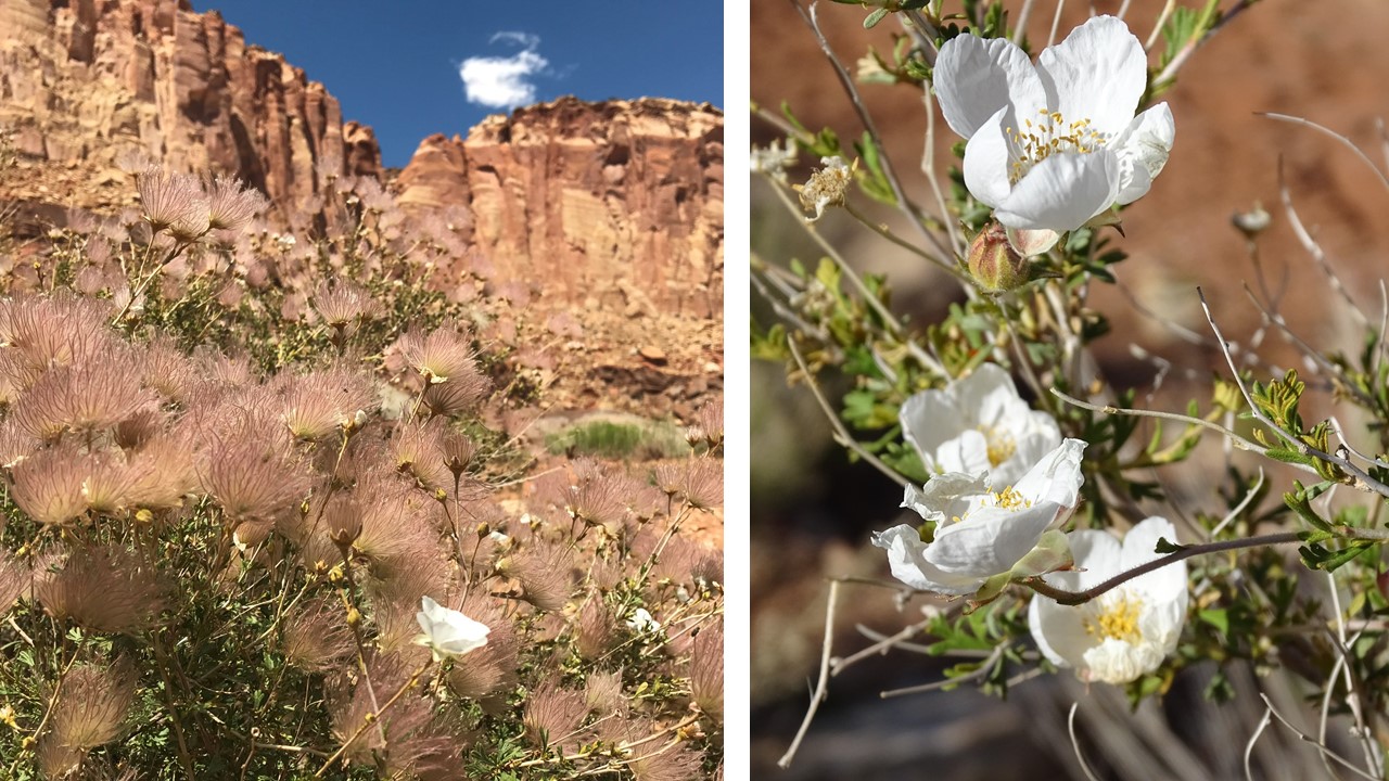 On left, a shrub with dozens of pink feathery plumes and red-brown cliffs behind. On right, a few 5-petaled white flowers.