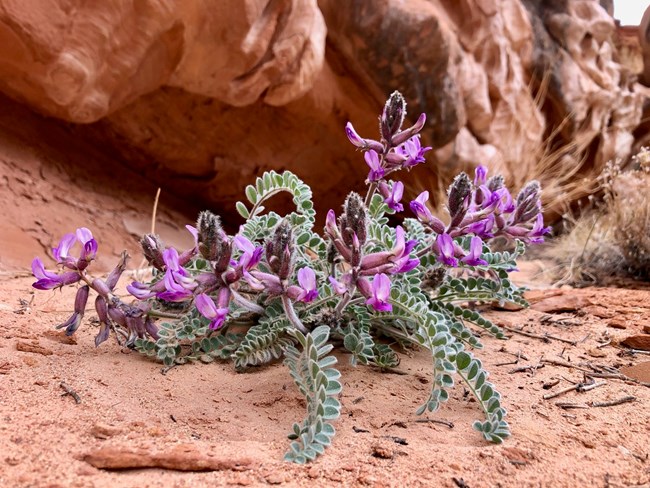 Plant with green leaves and purple flowers growing on red soil, with red rocks in background