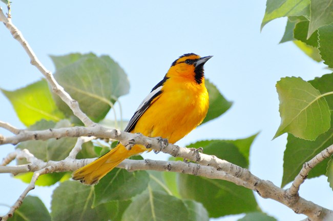 Bird perched on tree branch with bright orange-yellow underside and green leaves and blue sky in background