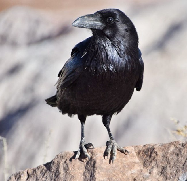 A black bird with large beak perched on tan rock