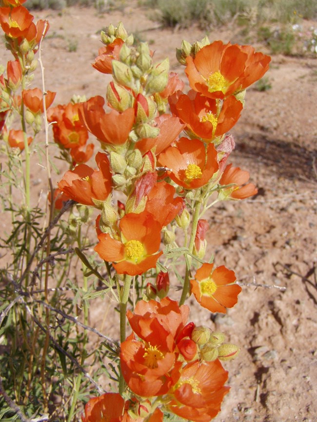 Bright orange flowers with yellow centers, on green stems growing out of pale dirt.