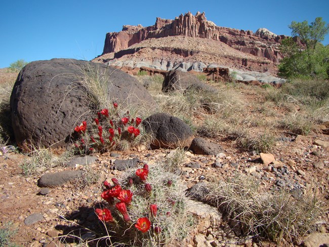 Large, rounded black boulders with red cactus flowers in foreground and large red sandstone cliffs and blue sky in the background.