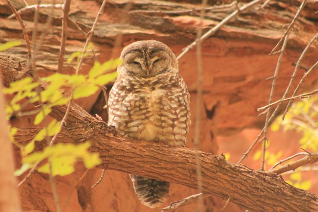 Owl perched on tree branch with red cliffs in background