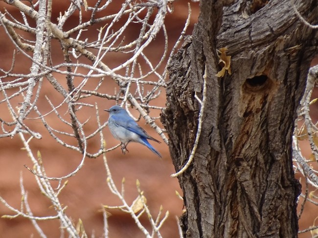 A bright blue bird sits in profile in a leafless tree. A hole in the trunk nearby is a possible nest.