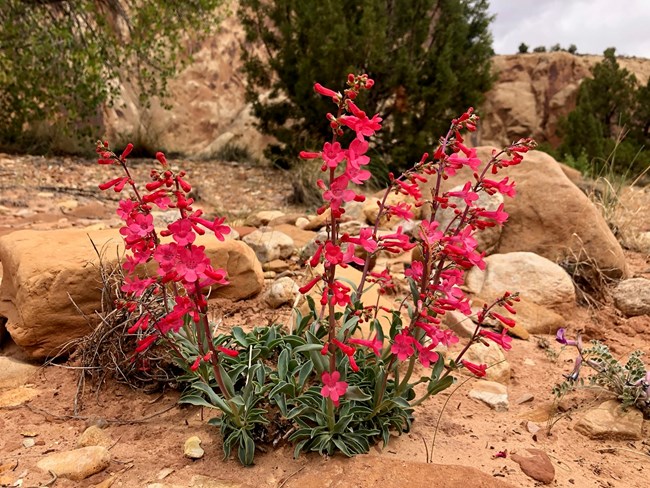 Red, trumpet shaped flowers on skinny green stems.