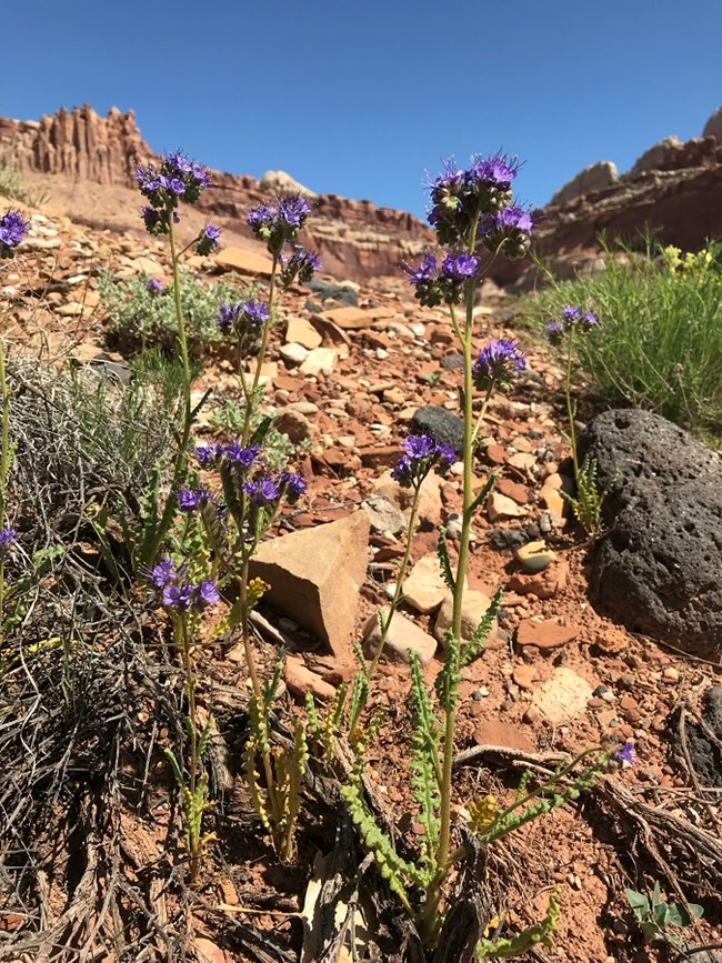 Tall plant with small purple flowers at the top, and curling green leaves at the base, with red rocks and blue sky in the background.