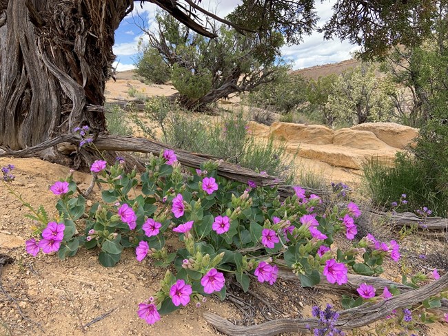 Plant with large green leaves, and bright purple flowers, low to the ground, under a juniper tree.