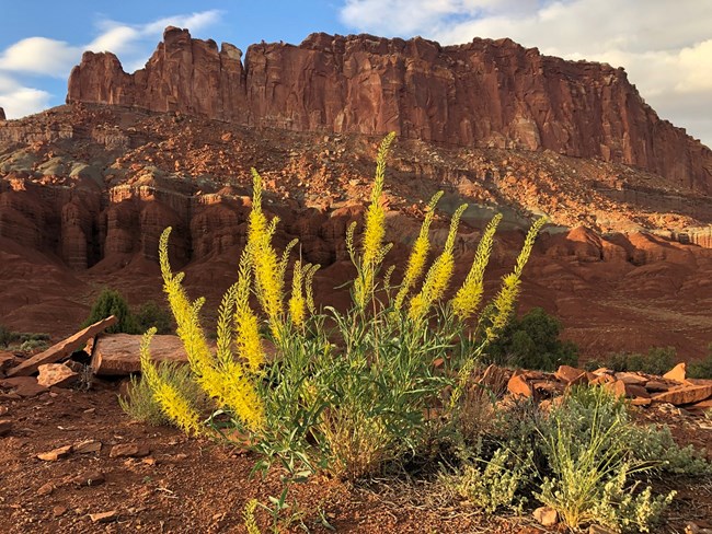 Tall, whispy yellow stalks of flowers on green stems, with big red cliffs in the background.
