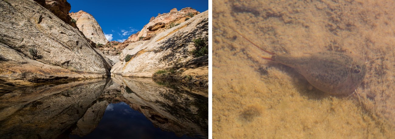 Two photos: Pool of reflecting water, with large tan cliffs and blue sky; small brown shrimplike creature in water.