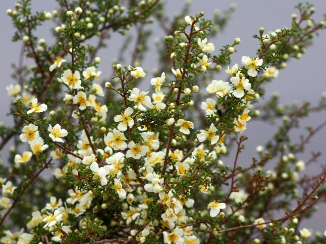 Lots of small five-petaled yellow flowers on green shrub.
