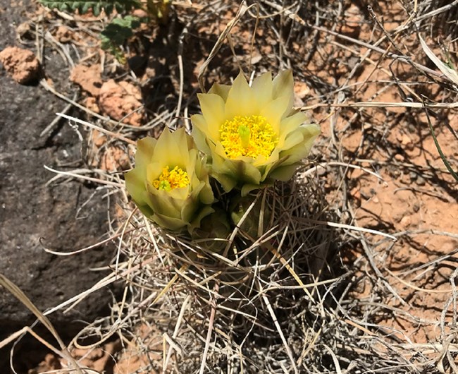 small cactus with large curved spines, with two pale yellow flowers on top.