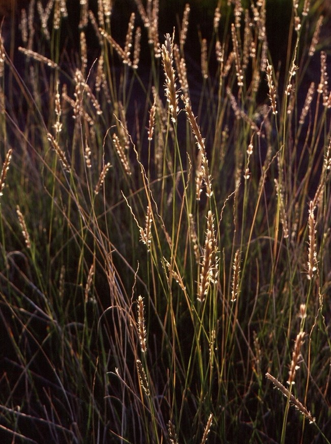 Green grass with fuzzy tan seeds clustered along the upper stems.