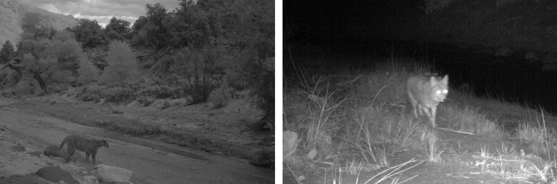 Two black and white photos taken at night: mountain lion by a dry creek and a coyote walking through grass.