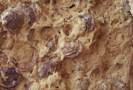 Dark brown shell fossils in lighter colored stone.