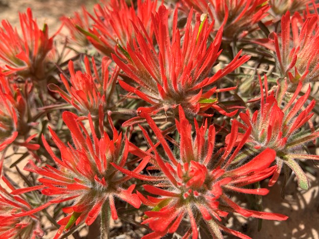 Close-up of bright red flowers, with yellow-green on edges.