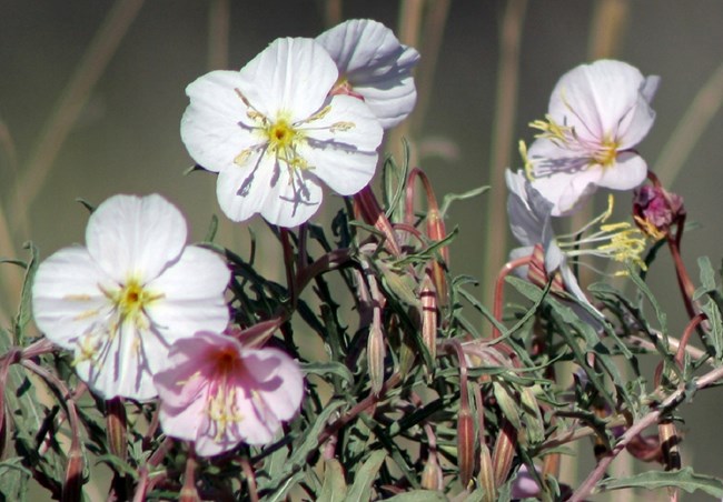 Three large white flowers with four petals each, and yellow centers, with other flowers faded pink, and green background.