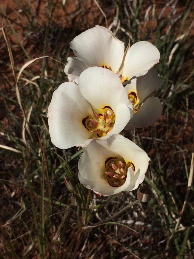 Three flowers close together, each with three large white, upward facing petals, and dark red and yellow centers. Grass and stems in background.