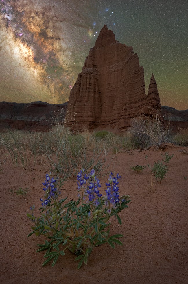 Blue flowers in the foreground with large red monolith and the night sky and Milky Way above.