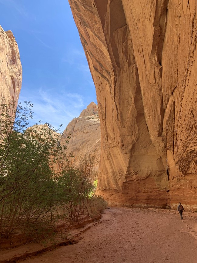 A hiker in a canyon is dwarfed by tall cliff walls, some small trees grow to one side of the canyon