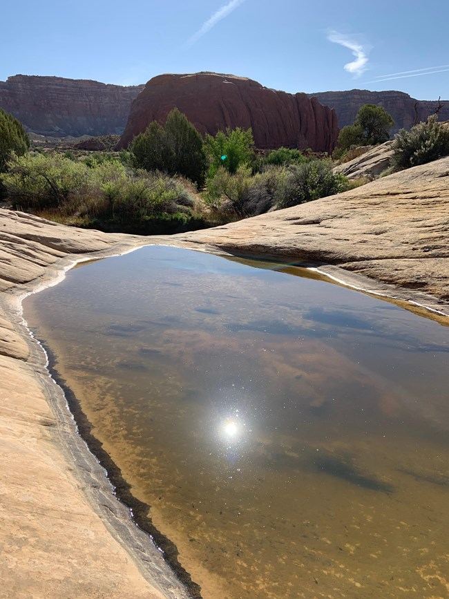 Large depression in tan sandstone that holds clear, greenish water with view of trees and blue sky.