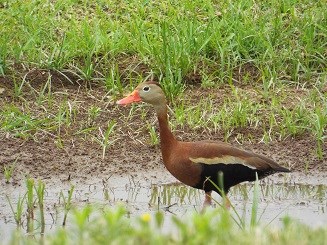 A brown duck with a bright orange bill stands in shallow water.