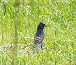 A Blue Grosbeak in a field at Oakland Plantation.