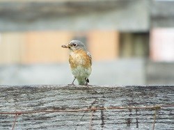 A Bluebird sits on a fence at Oakland Plantation.