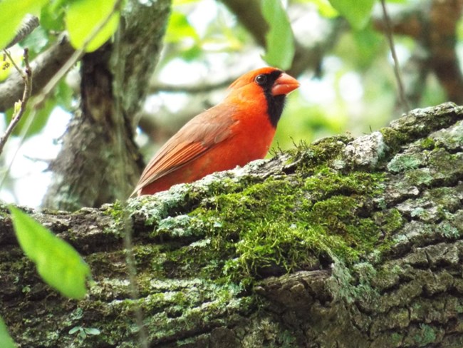 Cardinal