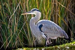 A Great Blue Heron walks along the water's edge.